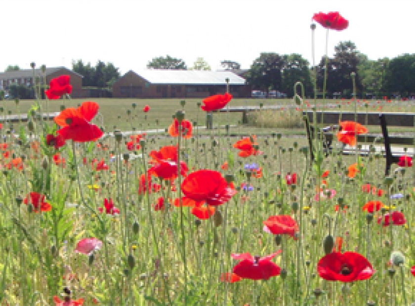 Poppies in a field