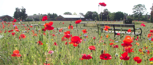 Poppies in a field