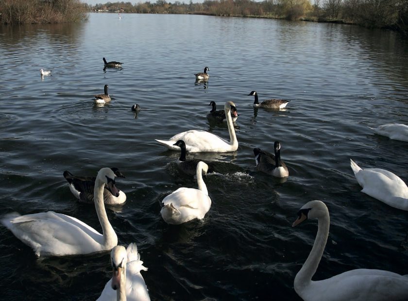 Wokingham Borough Council Draft Plan