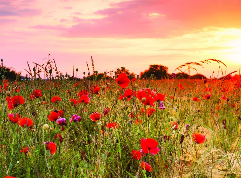 WWI centenary Woodley