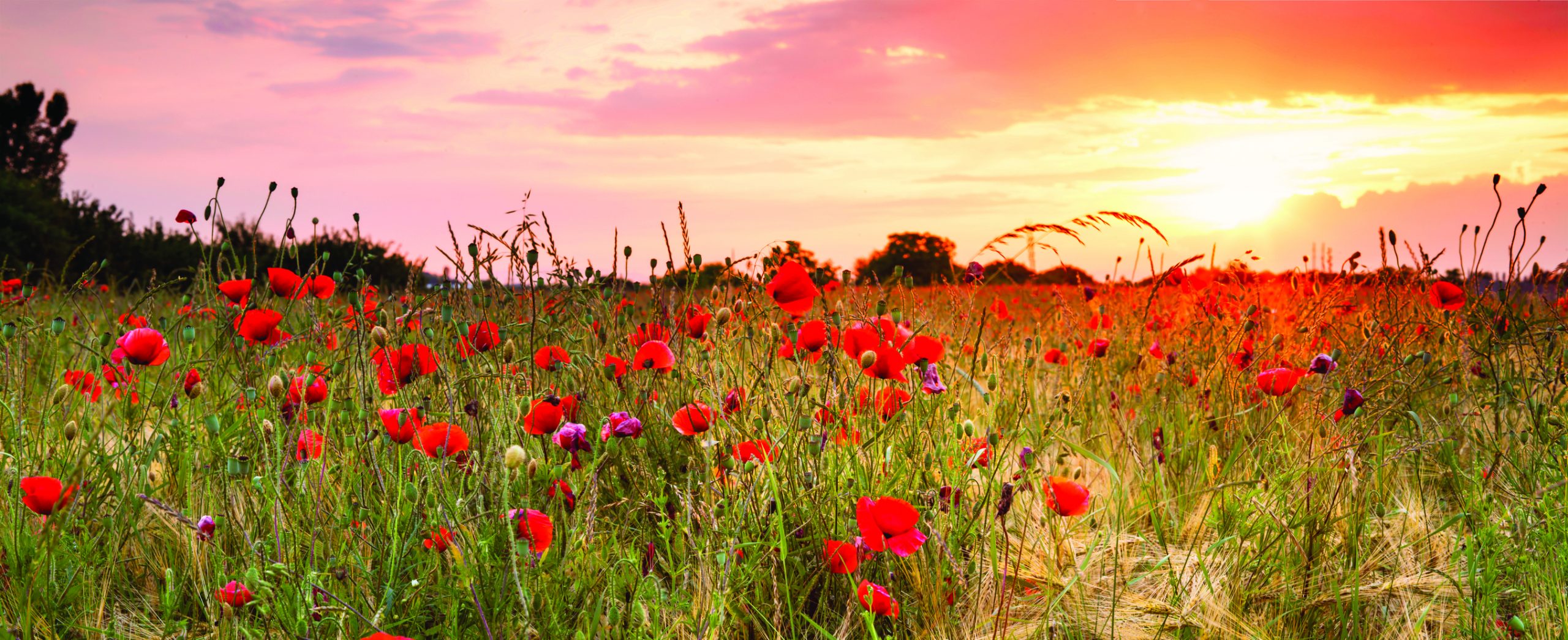 WWI centenary Woodley