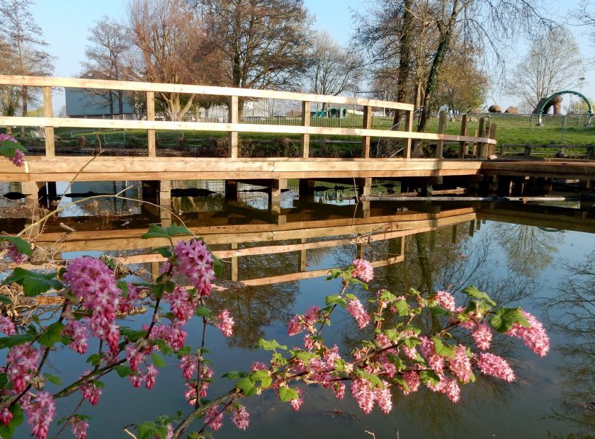 Woodford Park lake boardwalk Woodley
