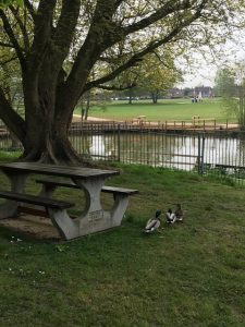 paddling pool ducks Woodford park Woodley