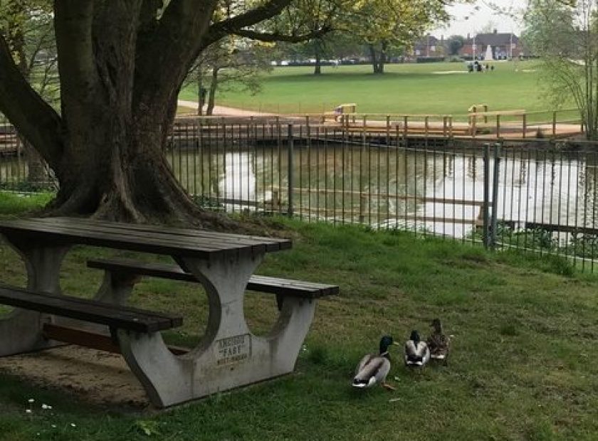 paddling pool ducks Woodford park Woodley