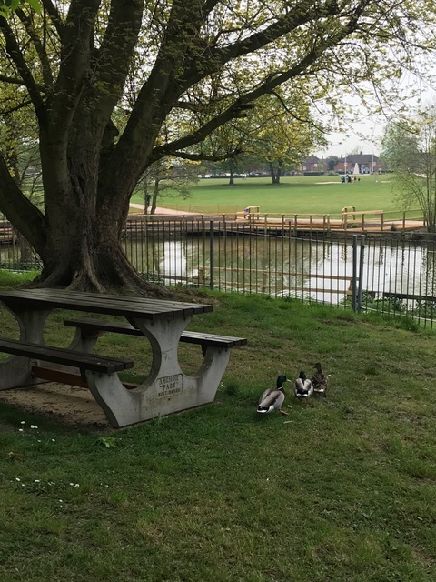 paddling pool ducks Woodford park Woodley