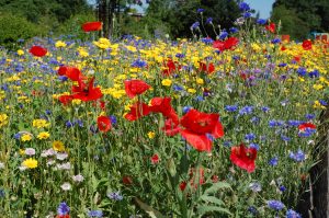 Woodford park wild flowers