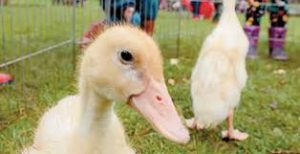 Basil and Crew Farm Animals