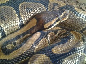 Berkshire Reptile Encounters