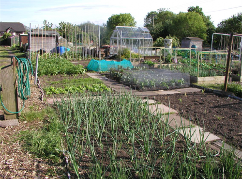 Reading Road Allotment
