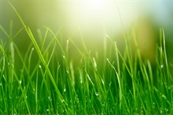 grass cutting in Wokingham borough