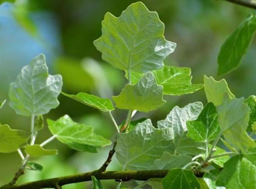 poplar trees
