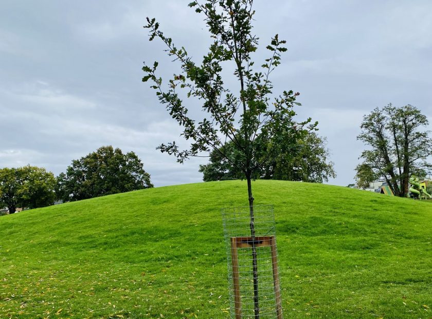 Queens memorial tree
