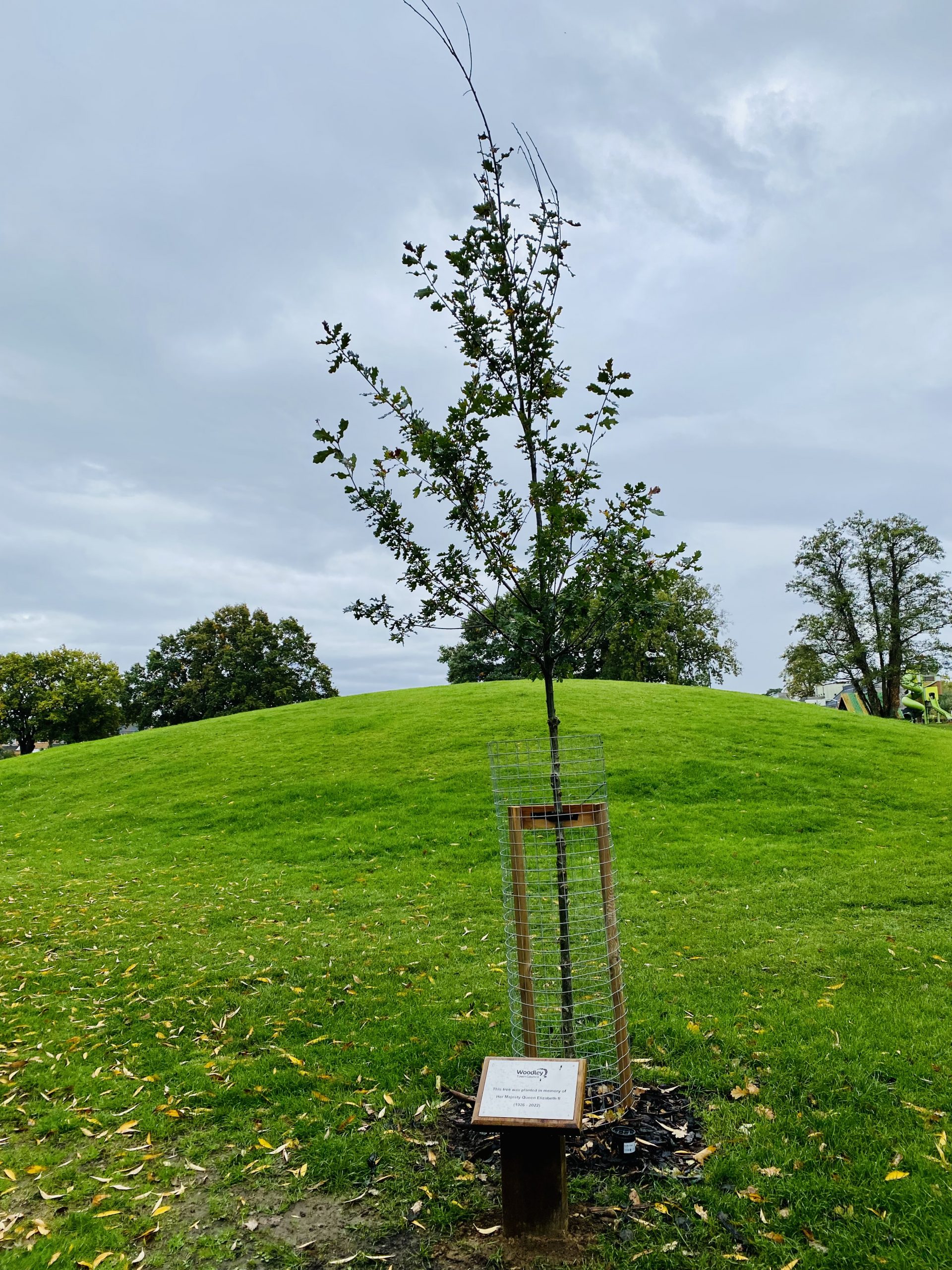 Queens memorial tree