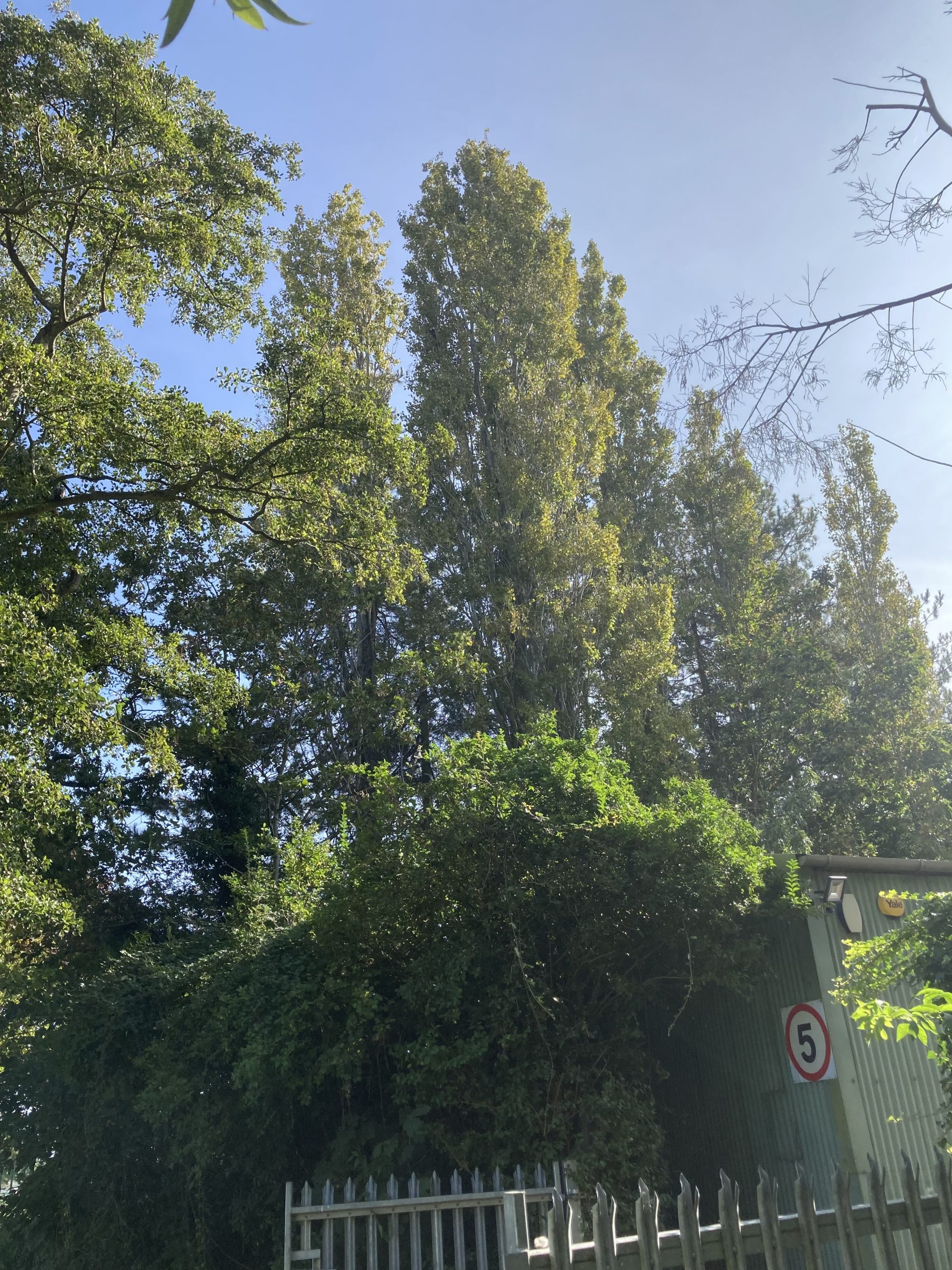 poplar trees in Woodford Park Woodley