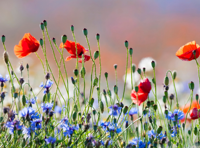 wild flowers for biodiversity at Ashenbury Park in Woodley