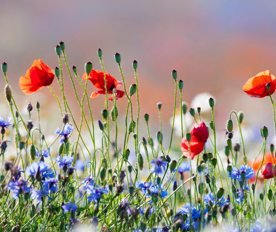 wild flowers for biodiversity at Ashenbury Park in Woodley
