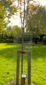 A memorial tree in Woodford Park